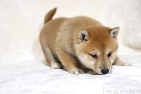 成約済の滋賀県の柴犬-380813の4枚目