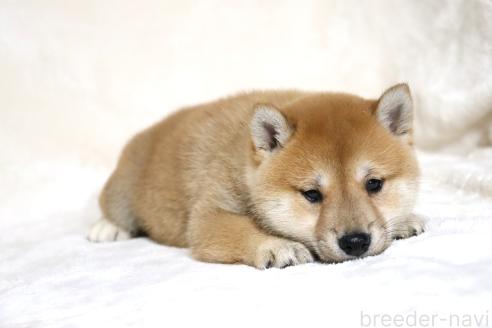 成約済の滋賀県の柴犬-380813の3枚目