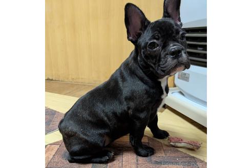 成約済の愛媛県のフレンチブルドッグ-365108の5枚目