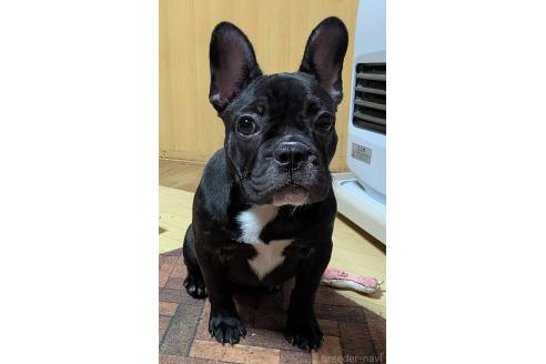 成約済の愛媛県のフレンチブルドッグ-365108の4枚目