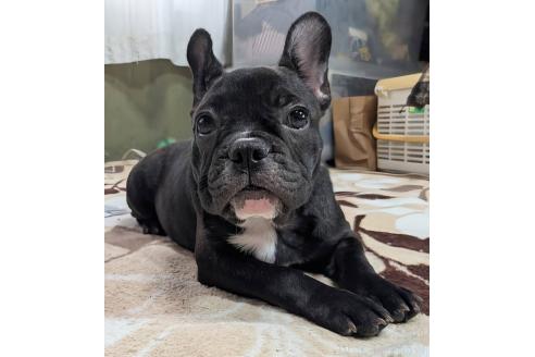 成約済の愛媛県のフレンチブルドッグ-365108の3枚目