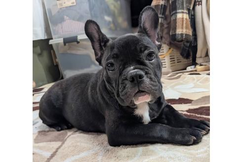 成約済の愛媛県のフレンチブルドッグ-365108の1枚目