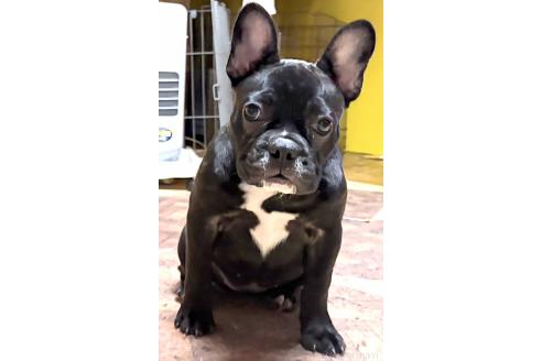 成約済の愛媛県のフレンチブルドッグ-365108の2枚目