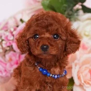 子犬