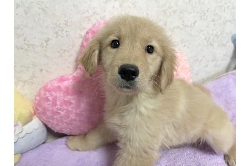 販売中の新潟県のゴールデンレトリーバー-380841の8枚目