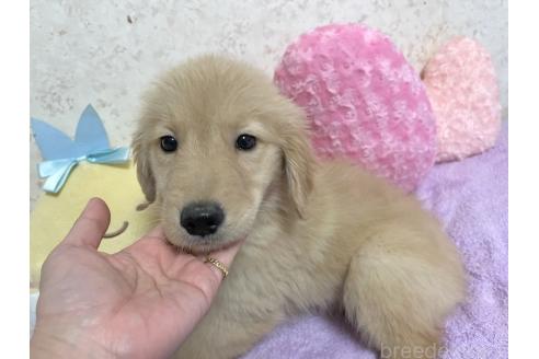 販売中の新潟県のゴールデンレトリーバー-380841の7枚目