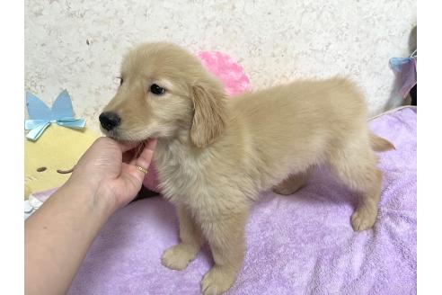 販売中の新潟県のゴールデンレトリーバー-380841の4枚目