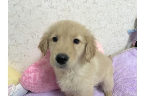 販売中の新潟県のゴールデンレトリーバー-380841の2枚目