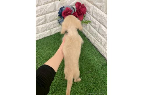 成約済の岡山県のミニチュアダックスフンド(ロングヘアード)-380843の2枚目