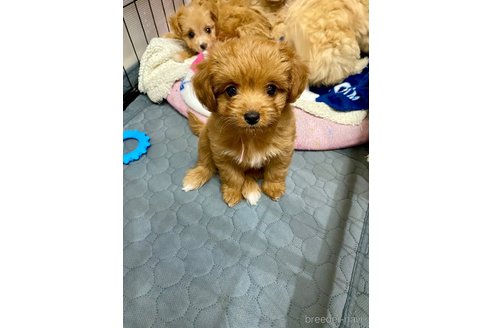 成約済の佐賀県のチワプー:チワワ×トイプードル-379095の2枚目