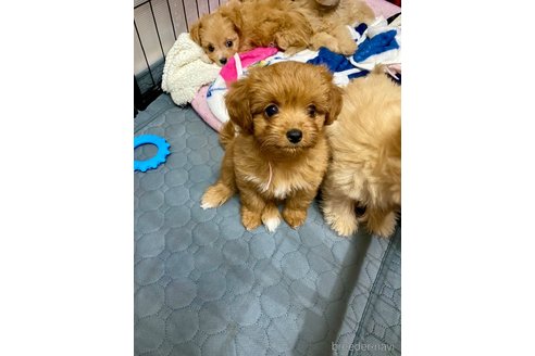 成約済の佐賀県のチワプー:チワワ×トイプードル-379095の3枚目
