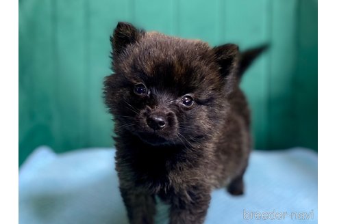 成約済の茨城県のミックス犬-380810の4枚目