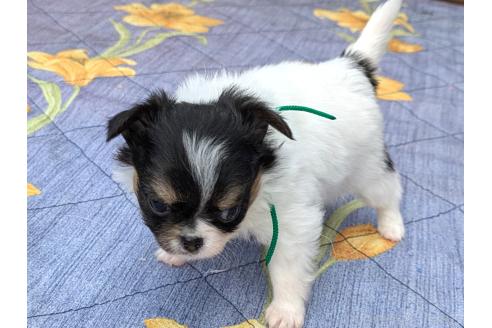 成約済の茨城県のミックス犬-380926の4枚目