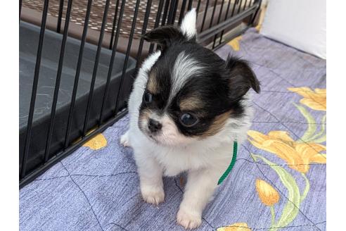 成約済の茨城県のミックス犬-380926の3枚目