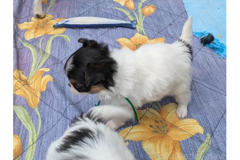 成約済の茨城県のミックス犬-380926の2枚目