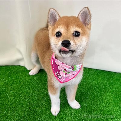 成約済の神奈川県の豆柴-379712の2枚目