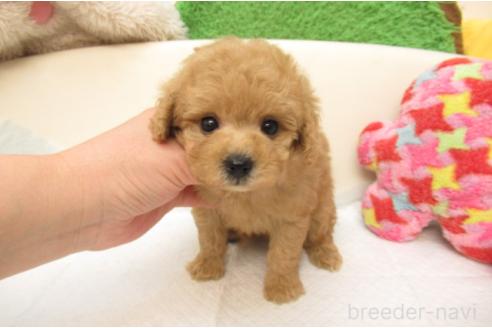 成約済の大阪府のトイプードル-380940の2枚目