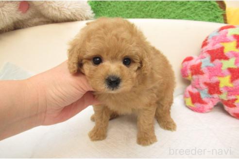 成約済の大阪府のトイプードル-380940の1枚目