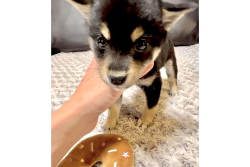 成約済の奈良県の豆柴-380223の13枚目
