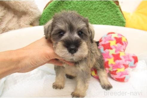 成約済の大阪府のミニチュアシュナウザー-380942の2枚目