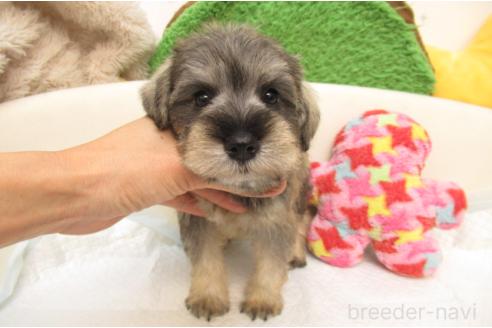 成約済の大阪府のミニチュアシュナウザー-380942の1枚目