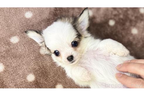 成約済の鹿児島県のチワワ(ロングコート)-380954の11枚目