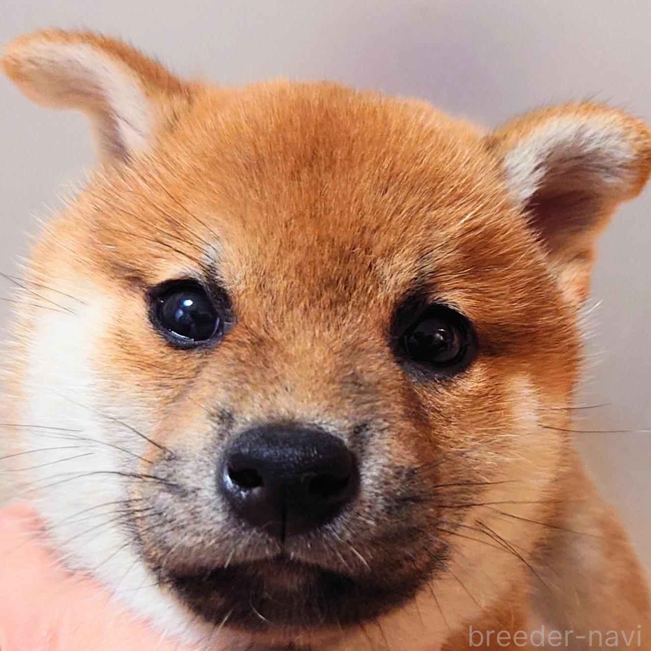 成約済の大阪府の柴犬-376680の12枚目
