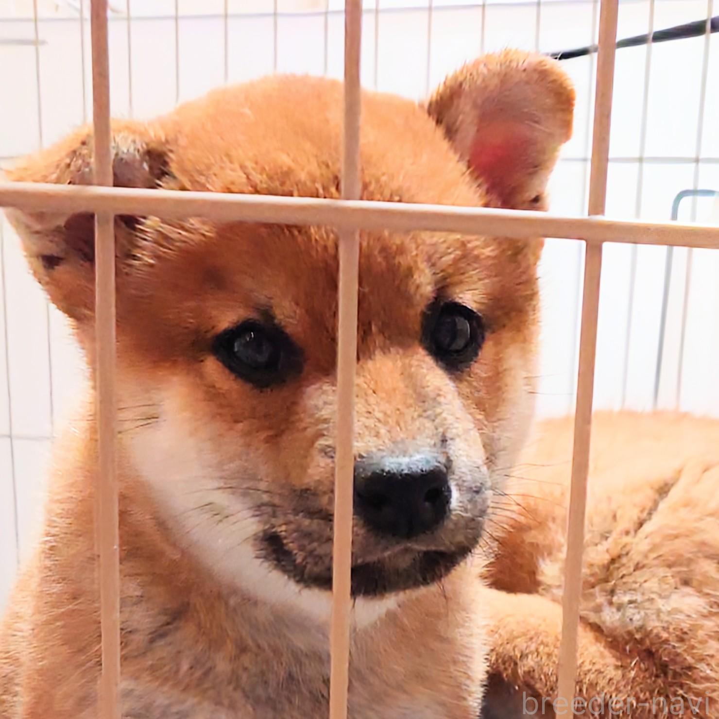 成約済の大阪府の柴犬-376680の11枚目