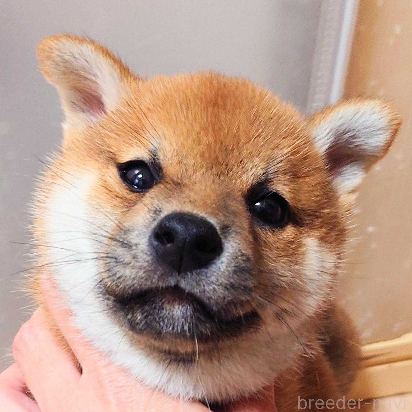 成約済の大阪府の柴犬-376680の10枚目