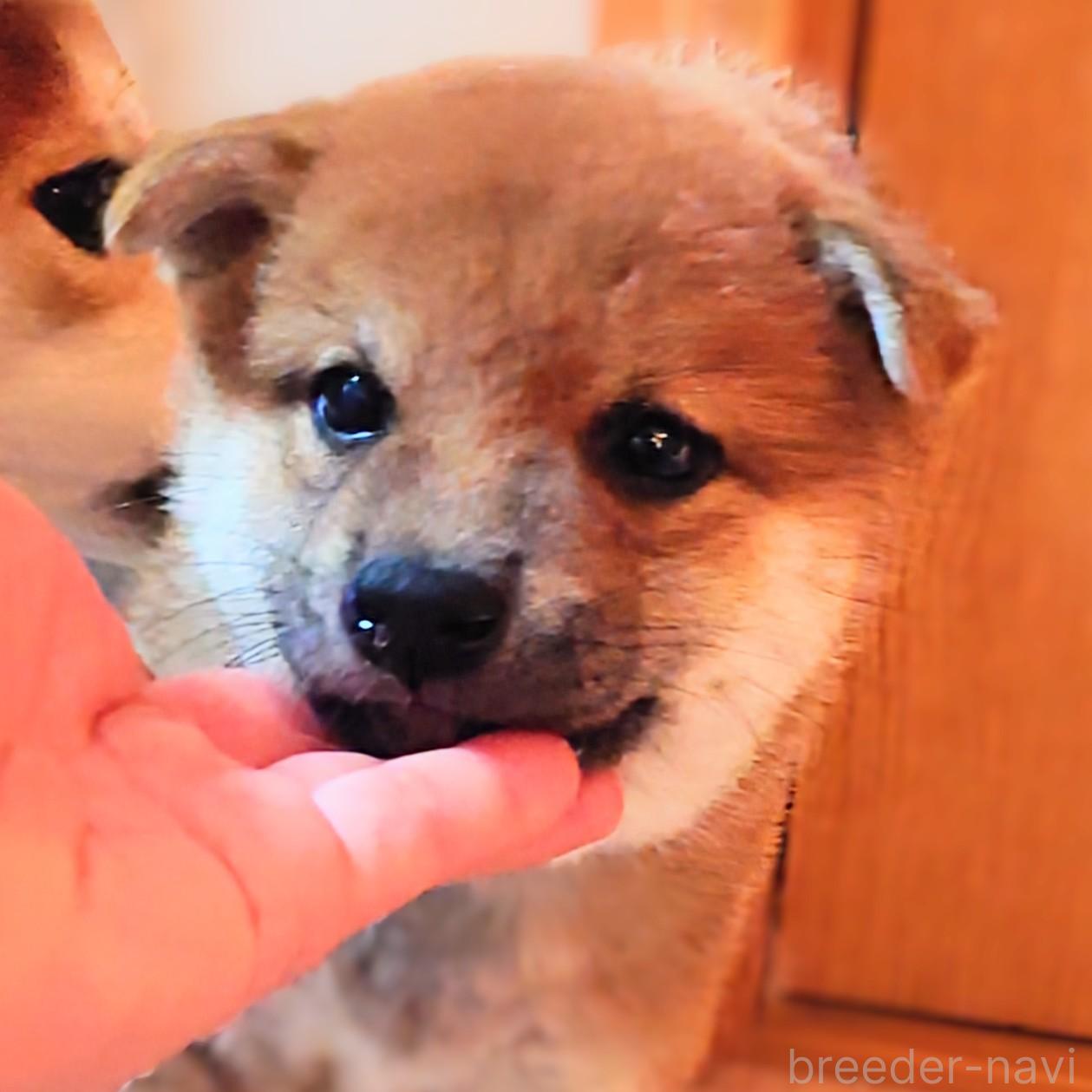 成約済の大阪府の柴犬-376680の8枚目
