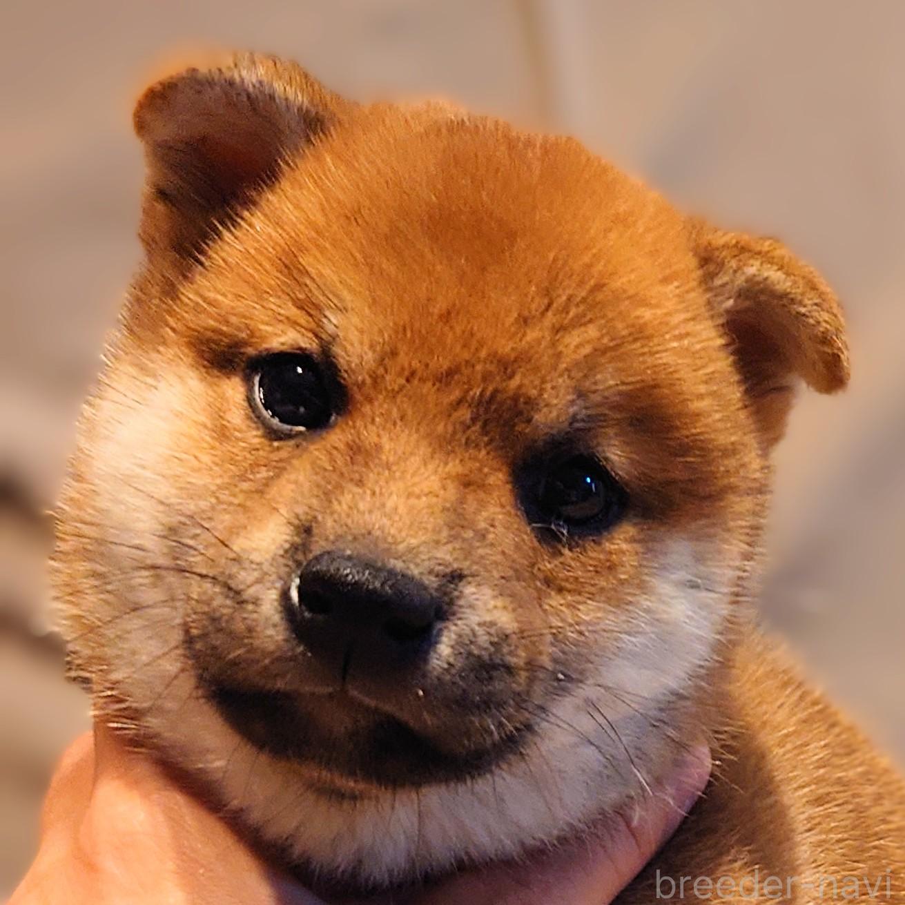 成約済の大阪府の柴犬-376680の7枚目