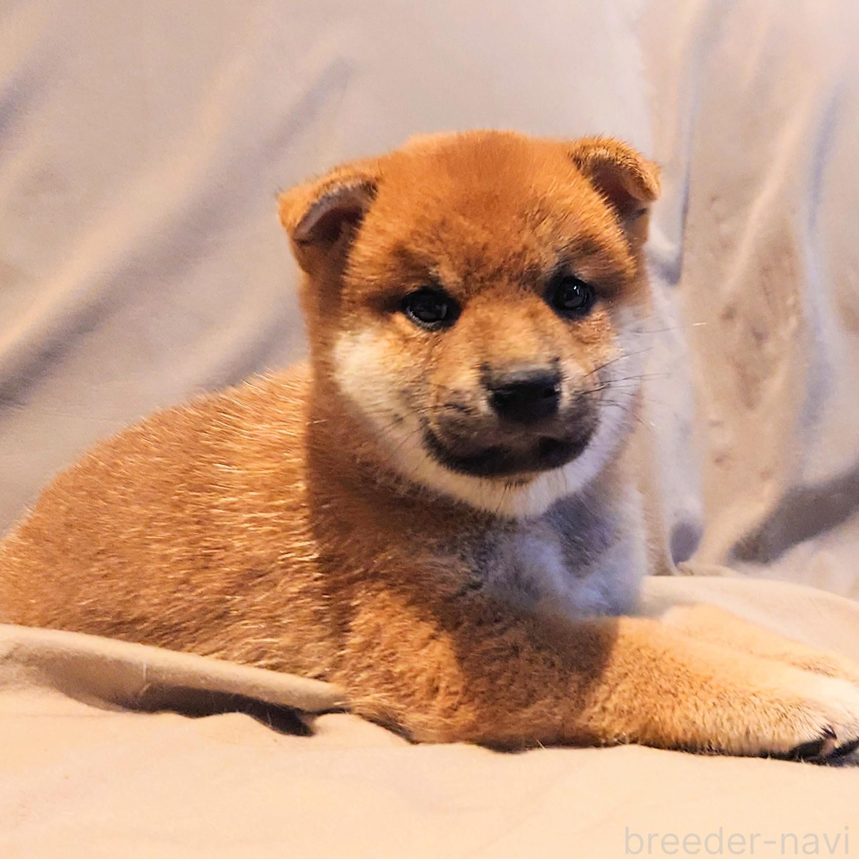 成約済の大阪府の柴犬-376680の6枚目