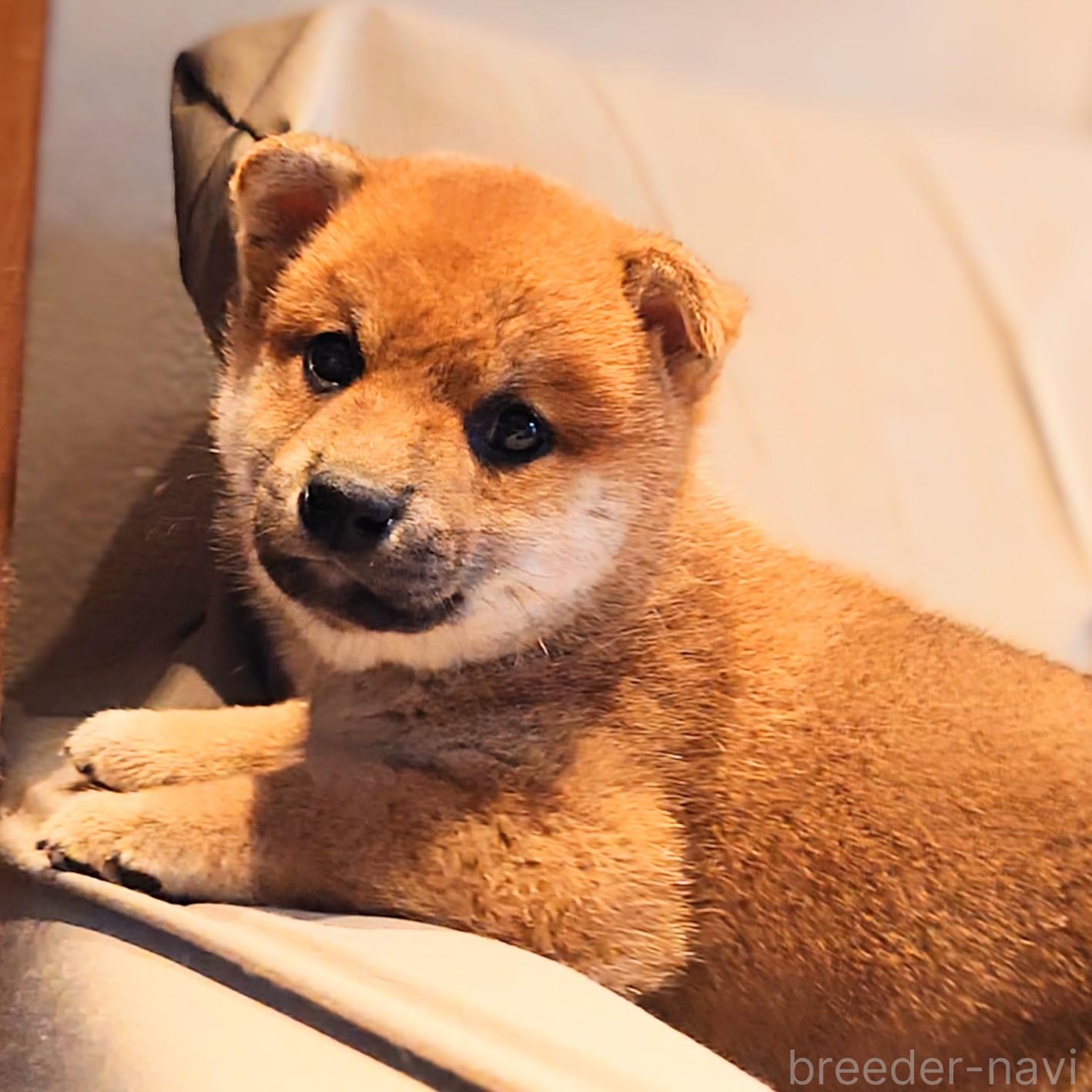 成約済の大阪府の柴犬-376680の5枚目