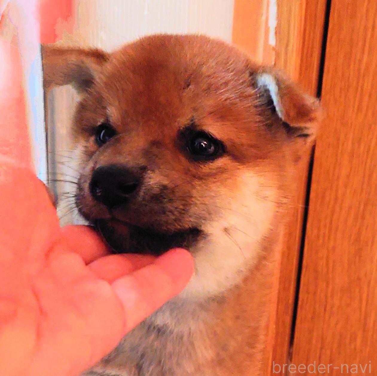 成約済の大阪府の柴犬-376680の4枚目