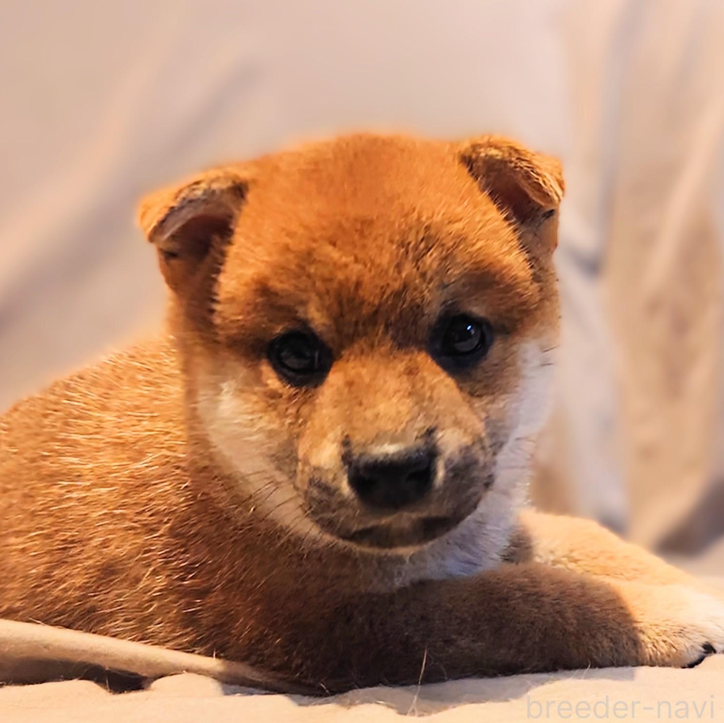 成約済の大阪府の柴犬-376680の3枚目