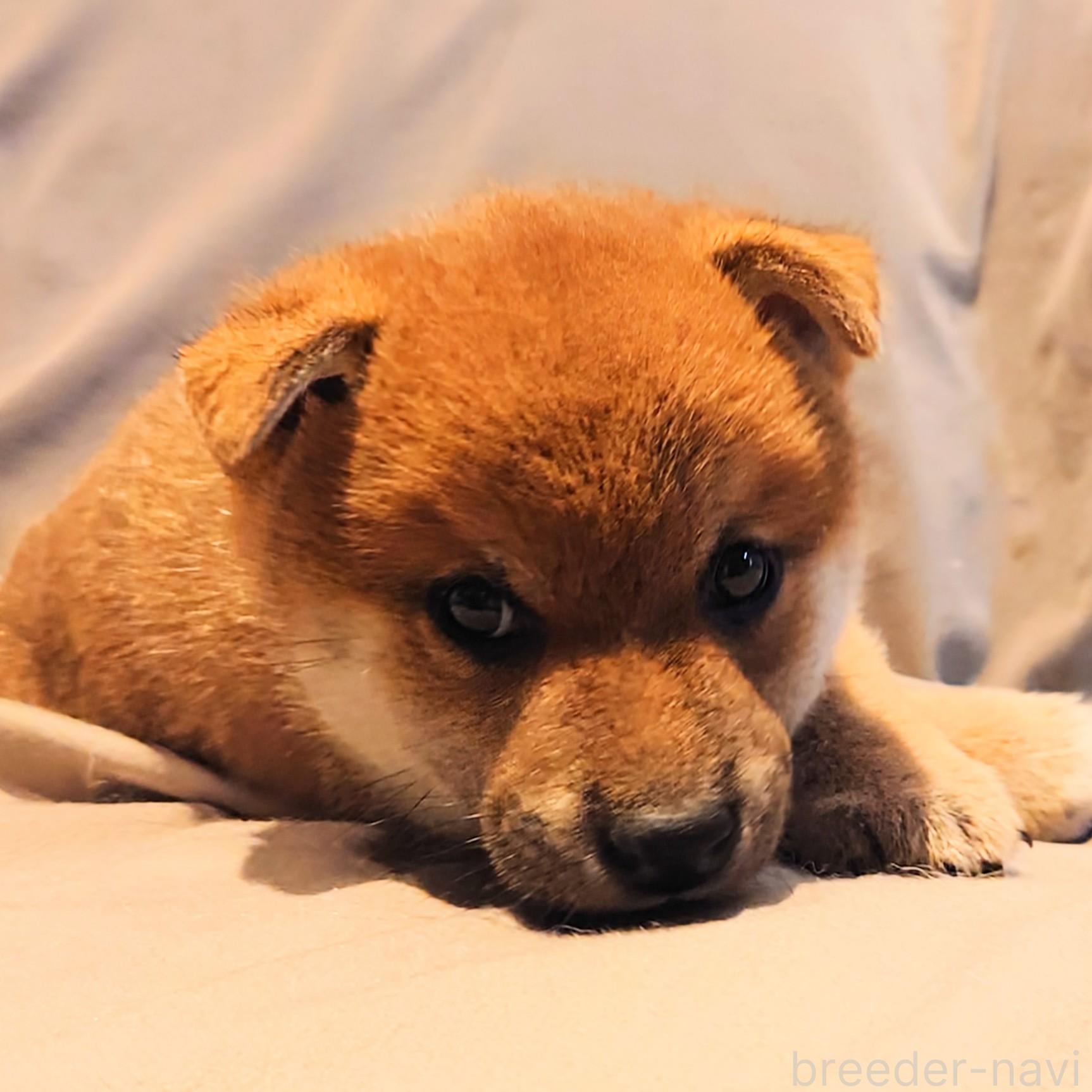 成約済の大阪府の柴犬-376680の2枚目
