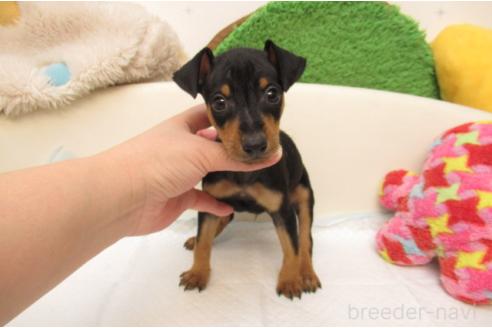 成約済の大阪府のミニチュアピンシャー(ミニピン)-380956の2枚目