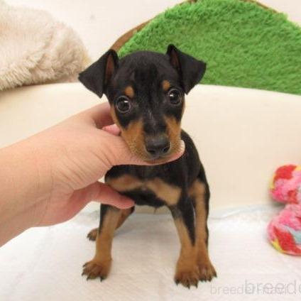 成約済の大阪府のミニチュアピンシャー(ミニピン)-380956