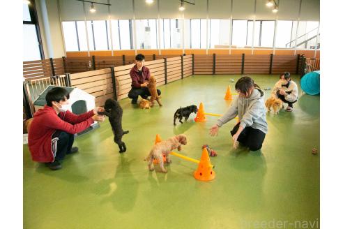 成約済の茨城県のミニチュアダックスフンド(ロングヘアード)-374002の2枚目