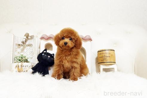 成約済の佐賀県のトイプードル-374699の5枚目