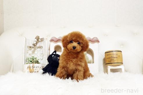 成約済の佐賀県のトイプードル-374699の4枚目