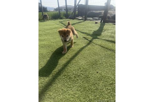成約済の熊本県の柴犬-363771の3枚目