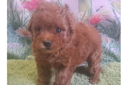 成約済の愛知県のトイプードル-377697の15枚目