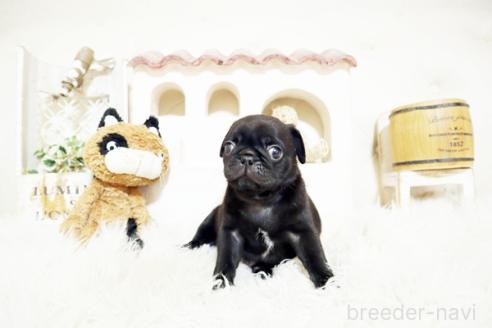 成約済の佐賀県のパグ-381009の5枚目