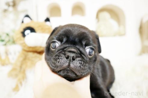 成約済の佐賀県のパグ-381009の4枚目