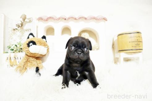 成約済の佐賀県のパグ-381009の3枚目