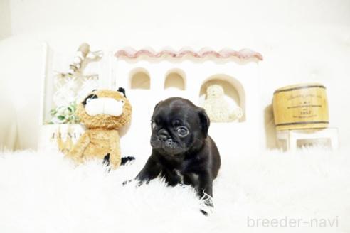 成約済の佐賀県のパグ-381009の2枚目