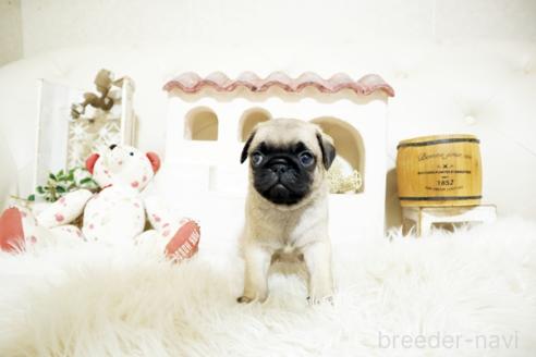 成約済の佐賀県のパグ-381010の1枚目