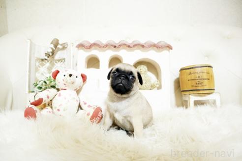 成約済の佐賀県のパグ-381010の5枚目