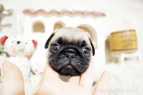 成約済の佐賀県のパグ-381010の4枚目